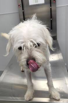 Pen 225 -  Terrier Dog for Adoption in Lawrenceville, Georgia - Pen 225 | PetCurious