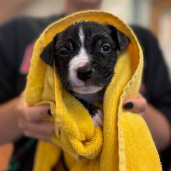 Pumpkin -  Mixed Breed Dog for Adoption in Springboro, Ohio - Pumpkin | PetCurious