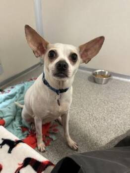 Zucchini -  Chihuahua and Mixed Breed Dog for Adoption in Bellevue, Washington - Zucchini | PetCurious