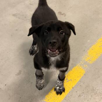 4394 -  Australian Shepherd and Newfoundland Dog Dog for Adoption - 4394 | PetCurious
