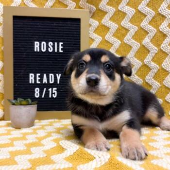 675C (2026) Rosie -  Border Collie and Cattle Dog Dog for Adoption in Parker, Colorado - 675C (2026) Rosie | PetCurious