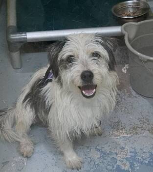 Rescue Terrier and Mixed Breed Dogs for Adoption in Severance, Colorado - Howlite | PetCurious