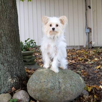 Jon Snow -  Shih Tzu and Mixed Breed Dog for Adoption in Mckean, Pennsylvania - Jon Snow | PetCurious