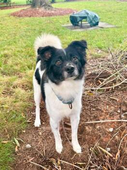 Coco -  Spaniel Dog for Adoption in Arlington, Virginia - Coco | PetCurious