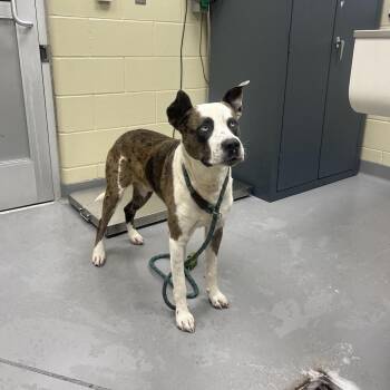 Mixed Breed Dogs Available for Adoption in Columbus, Georgia - 05/03/2025-Stray-CraigDrive | PetCurious