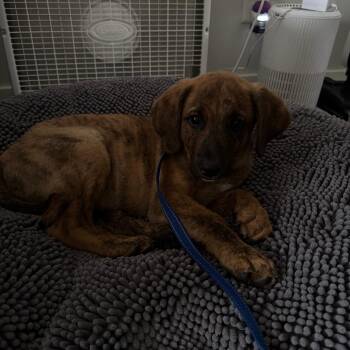 Teddy -  Bernese Mountain Dog and Black Mouth Cur Dog for Adoption in Bristol, Indiana - Teddy | PetCurious
