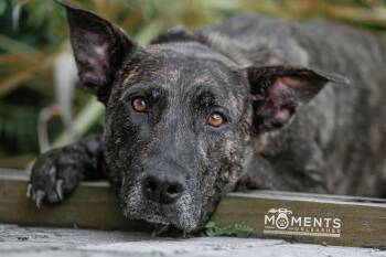 Rescue Dutch Shepherd Dogs for Adoption - Rosebud | PetCurious