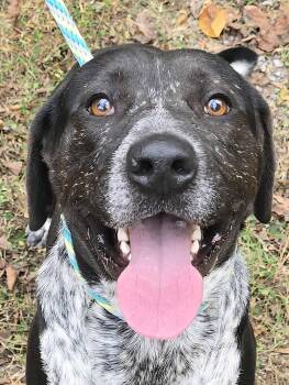 Rescue Australian Cattle Dog Blue Heeler and Pit Bull Terrier Dogs for Adoption in Newport, Tennessee - Tank | PetCurious