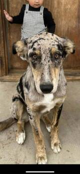 Catahoula Leopard Dog Dogs Available for Adoption - Della | PetCurious