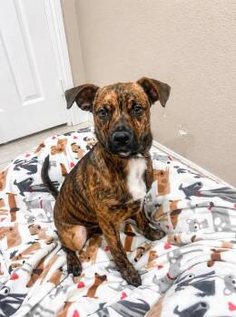 Pebbles -  Boxer and Labrador Retriever Dog for Adoption in Dana Point, California - Pebbles | PetCurious