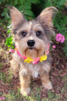 Mochi -  Schnauzer Dog for Adoption in Vernon, Texas - Mochi | PetCurious