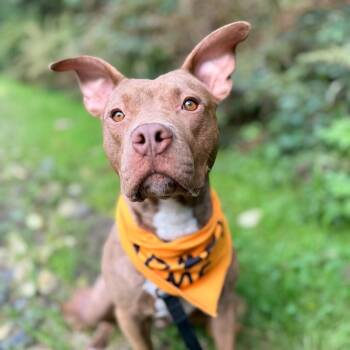 Finny -  Pit Bull Terrier Dog for Adoption in Bellingham, Washington - Finny | PetCurious