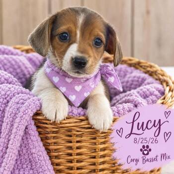 Lucy -  Corgi and Basset Hound Dog for Adoption in Fort Worth, Texas - Lucy | PetCurious