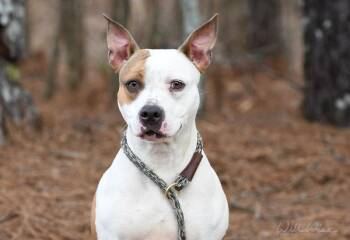Pit Bull Terrier Dogs Available for Adoption - Bridget #22124 | PetCurious