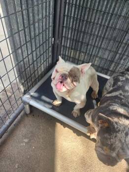 Rebel -  English Bulldog and Mixed Breed Dog for Adoption in Severance, Colorado - Rebel | PetCurious