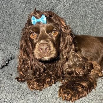 Sweets -  Cocker Spaniel Dog for Adoption in Pelham, New Hampshire - Sweets | PetCurious