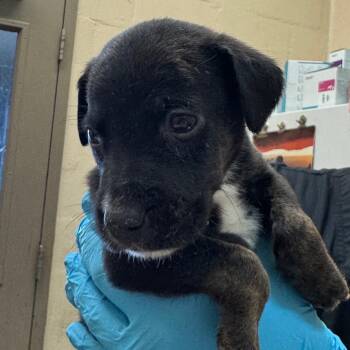 Merv -  Shepherd and Retriever Dog for Adoption in Birmingham, Alabama - Merv | PetCurious