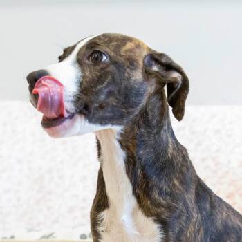 Marian -  Mixed Breed Dog for Adoption in Cartersville, Georgia - Marian | PetCurious