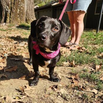 Meadow -  Dachshund and Mixed Breed Dog for Adoption in Hackett, Arkansas - Meadow | PetCurious