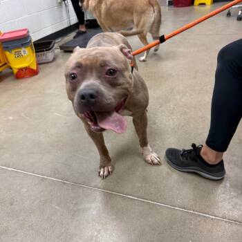 Maze -  Pit Bull Terrier and Mixed Breed Dog for Adoption in York, Pennsylvania - Maze | PetCurious