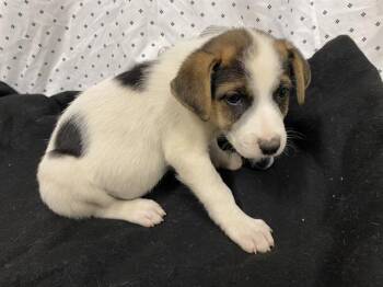 Australian Shepherd and Mixed Breed Dogs Available for Adoption in Modesto, California - KERMIT | PetCurious