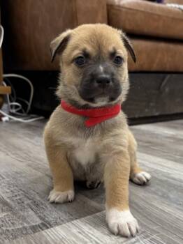 Pit Bull Terrier and Labrador Retriever Dogs Available for Adoption in Friendswood, Texas - Mona April Showers | PetCurious