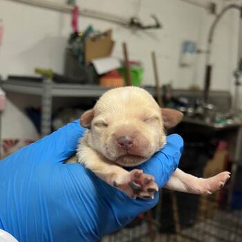 Kona 1 -  Chihuahua Dog Available for Adoption in Edinburg, Texas - Kona 1 | PetCurious