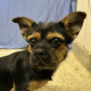 IVHS-Stray-143878 -  Terrier and French Bulldog Dog for Adoption in San Gabriel, California - IVHS-Stray-143878 | PetCurious