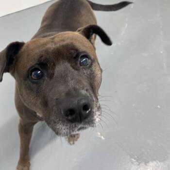 Rescue Pit Bull Terrier Dogs for Adoption in Crookston, Minnesota - Mozza | PetCurious