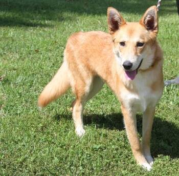 Foxy (Spayed) (Updated Photos June 23rd 2026) -  Australian Shepherd and Husky Dog for Adoption in Marietta, Ohio - Foxy (Spayed) (Updated Photos June 23rd 2026) | PetCurious