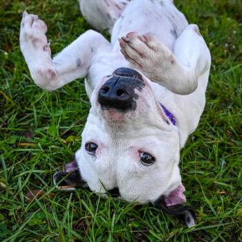 Mixed Breed Dogs Available for Adoption - Joy | PetCurious