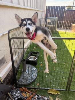 Chrissy -  Siberian Husky Dog for Adoption in Walnut Creek, California - Chrissy | PetCurious
