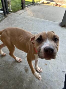 Rescue Pit Bull Terrier Dogs for Adoption in Little Elm, Texas - Mia | PetCurious