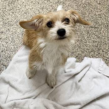 Tickles -  Terrier Dog for Adoption in Chicago, Illinois - Tickles | PetCurious