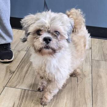 Mixed Breed Dogs Available for Adoption - Max | PetCurious