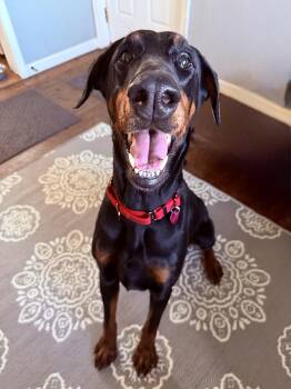 Doberman Pinscher Dogs Available for Adoption - Tinsel | PetCurious