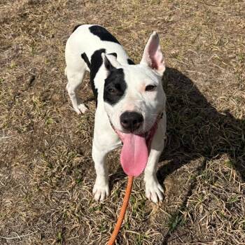 American Staffordshire Terrier Dogs Available for Adoption - Roo | PetCurious