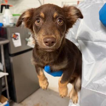 Teefs -  Shepherd and Mixed Breed Dog for Adoption in Edinburg, Texas - Teefs | PetCurious