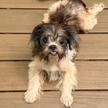 Birgit -  Maltese and Mixed Breed Dog for Adoption in Wake Forest, North Carolina - Birgit | PetCurious