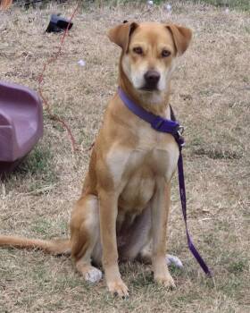 Labrador Retriever Dogs Available for Adoption - PENNY LANE | PetCurious