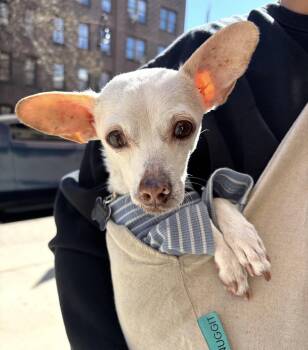 ISMA - sponsored fee -  Chihuahua and Rat Terrier Dog for Adoption - ISMA - Sponsored Fee | PetCurious