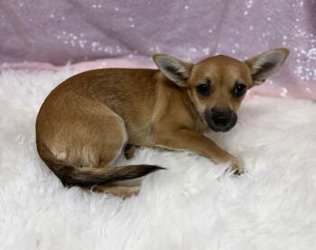 Pancake -  Chihuahua Dog for Adoption in Cedarburg, Wisconsin - Pancake | PetCurious