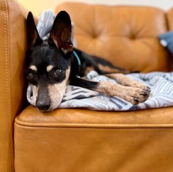 Glover Fetch on Easy Street -  Miniature Pinscher and Rat Terrier Dog for Adoption in Friendswood, Texas - Glover Fetch On Easy Street | PetCurious