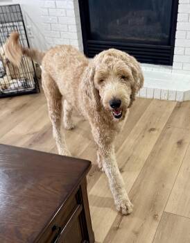 Memphis -  Goldendoodle Dog for Adoption in Severance, Colorado - Memphis | PetCurious