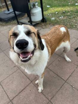 Rescue Anatolian Shepherd Dogs for Adoption in Southlake, Texas - Perry | PetCurious