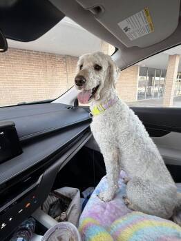Poodle Dogs Available for Adoption - Chanel | PetCurious