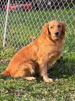 Elsa -  Golden Retriever Dog for Adoption in Lewistown, Pennsylvania - Elsa | PetCurious