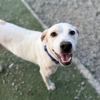 Mindy -  Pointer and Labrador Retriever Dog for Adoption in San Diego, California - Mindy | PetCurious