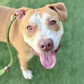 American Staffordshire Terrier Dogs Available for Adoption - Zipline | PetCurious