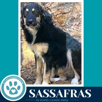 English Shepherd Dogs Available for Adoption in Kimberton, Pennsylvania - Sassafras (English Darlings) 053026 | PetCurious